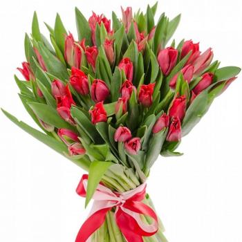 Красные тюльпаны 25 шт (артикул букета   145290)